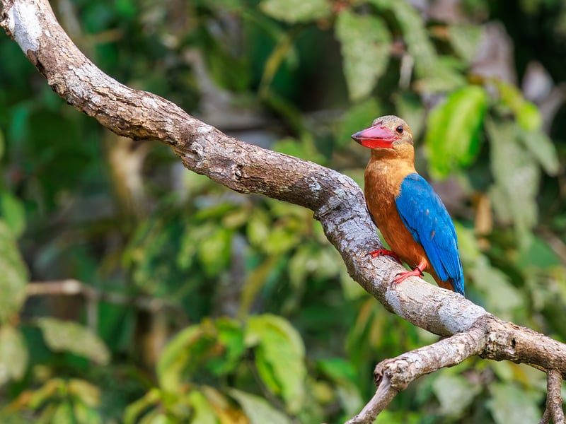 A large Stork-billed Kingfisher perched on a branch, showcasing its massive red bill, blue back, and warm buff chest. (gallery image 2)