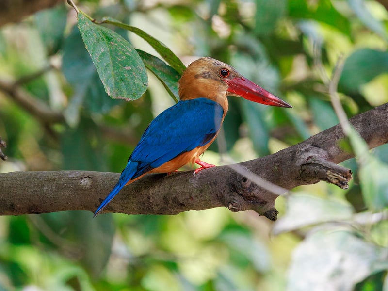 A large Stork-billed Kingfisher perched on a branch, showcasing its massive red bill, blue back, and warm buff chest. (gallery image 3)