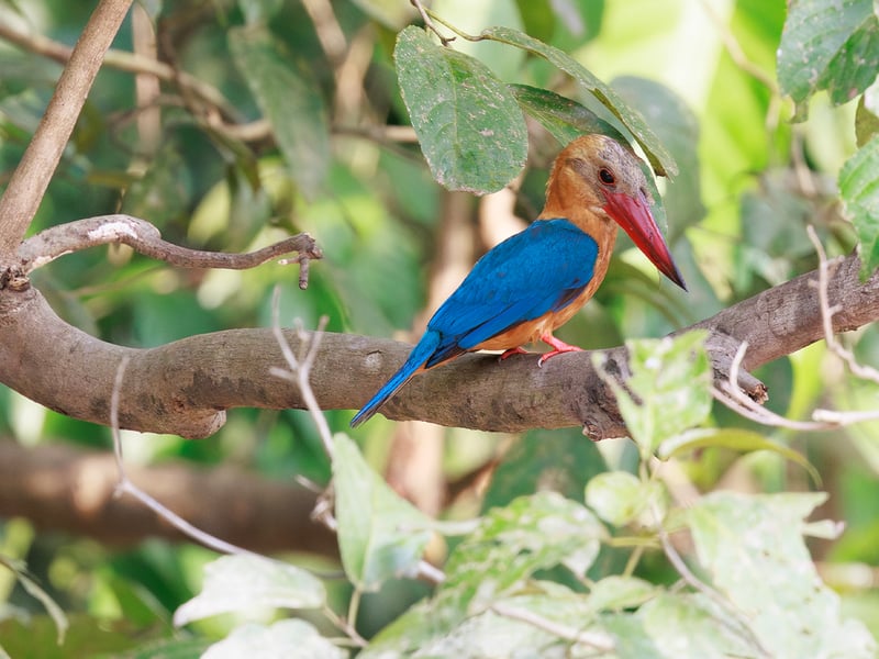 A large Stork-billed Kingfisher perched on a branch, showcasing its massive red bill, blue back, and warm buff chest. (gallery image 1)