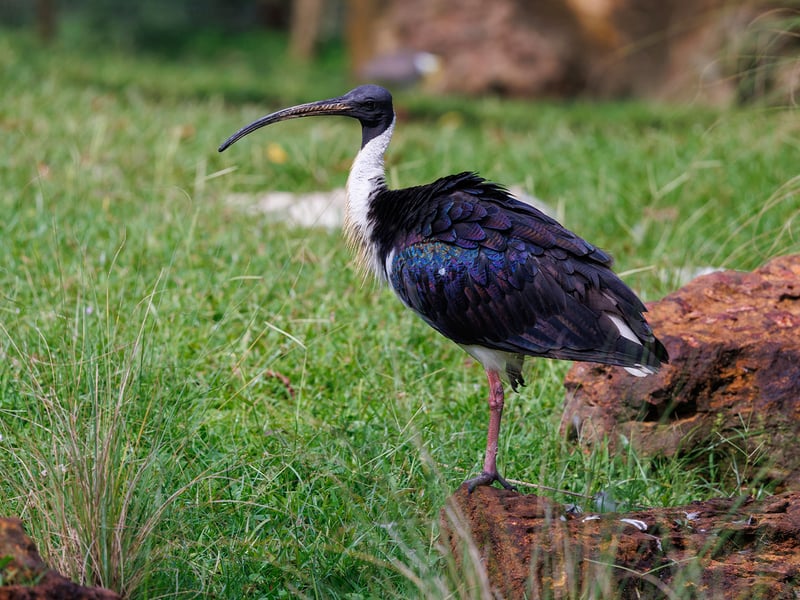 A dark ibis with a long curved bill and pale straw-coloured neck feathers standing in wet grass. (gallery image 1)