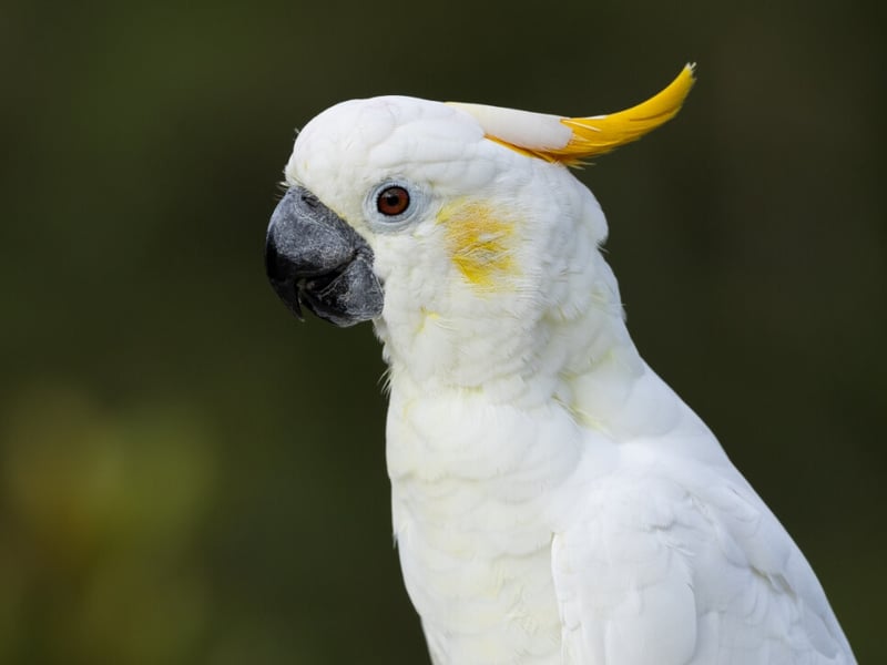 A large white bird with a bright yellow forward-curving crest and dark bill. (gallery image 1)