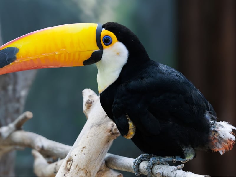 A large-billed bird with black feathers and a white bib perched on a branch. (gallery image 1)