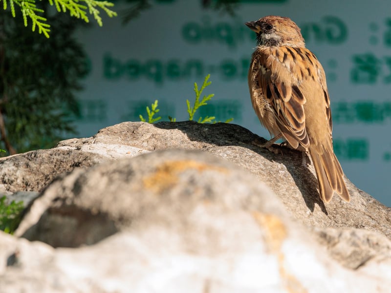 A small sparrow with a chestnut-brown crown, white cheeks, and a distinct black cheek spot, perched on a branch. (gallery image 1)