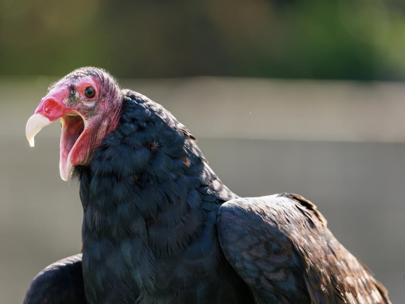 A large black-feathered bird with a bald red head and silver-grey flight feathers. (gallery image 1)