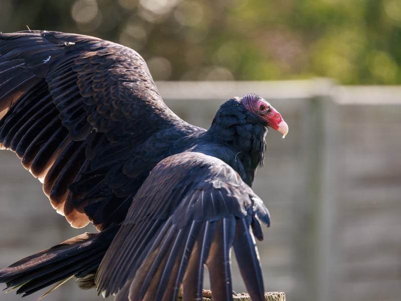 A large black-feathered bird with a bald red head and silver-grey flight feathers. (gallery image 2)