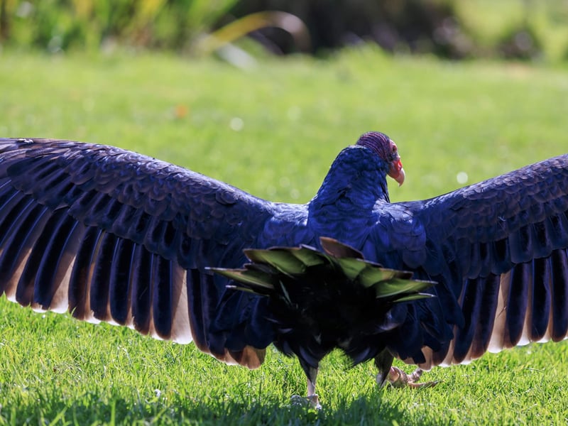 A large black-feathered bird with a bald red head and silver-grey flight feathers. (gallery image 3)