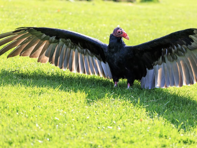 A large black-feathered bird with a bald red head and silver-grey flight feathers. (gallery image 4)