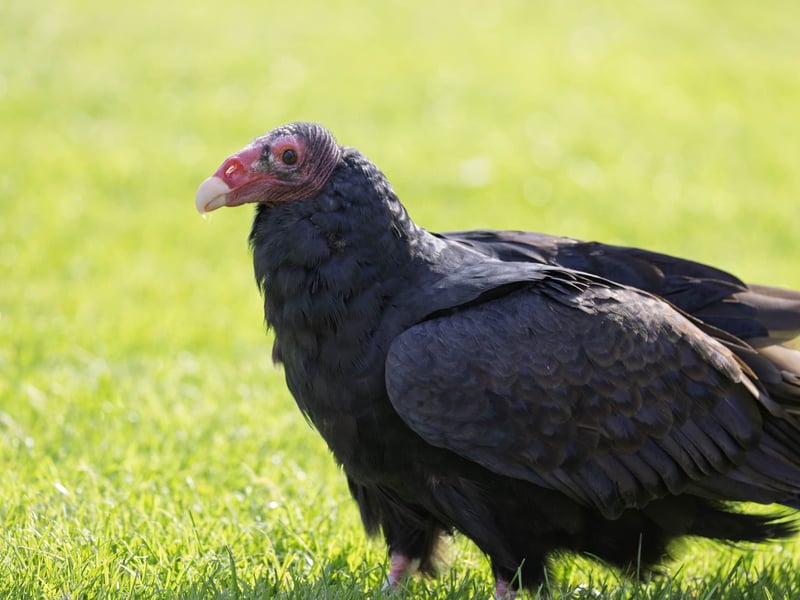 A large black-feathered bird with a bald red head and silver-grey flight feathers. (gallery image 5)