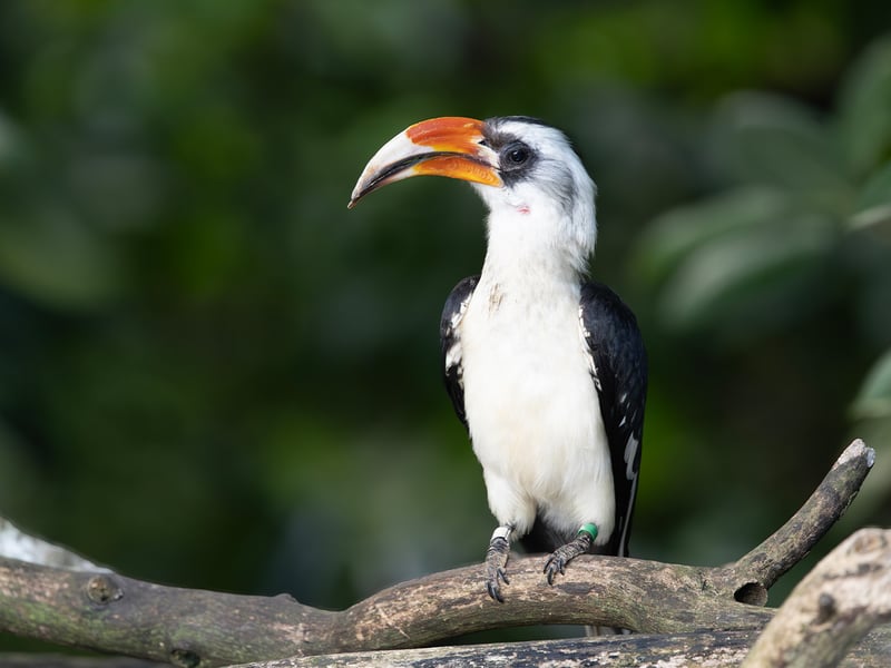 A small hornbill with white underparts, black wings, and a prominent red-and-yellow bill, perched on a thorny acacia branch. (gallery image 2)