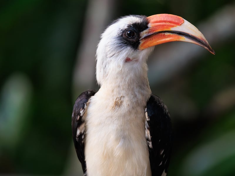 A small hornbill with white underparts, black wings, and a prominent red-and-yellow bill, perched on a thorny acacia branch. (gallery image 1)