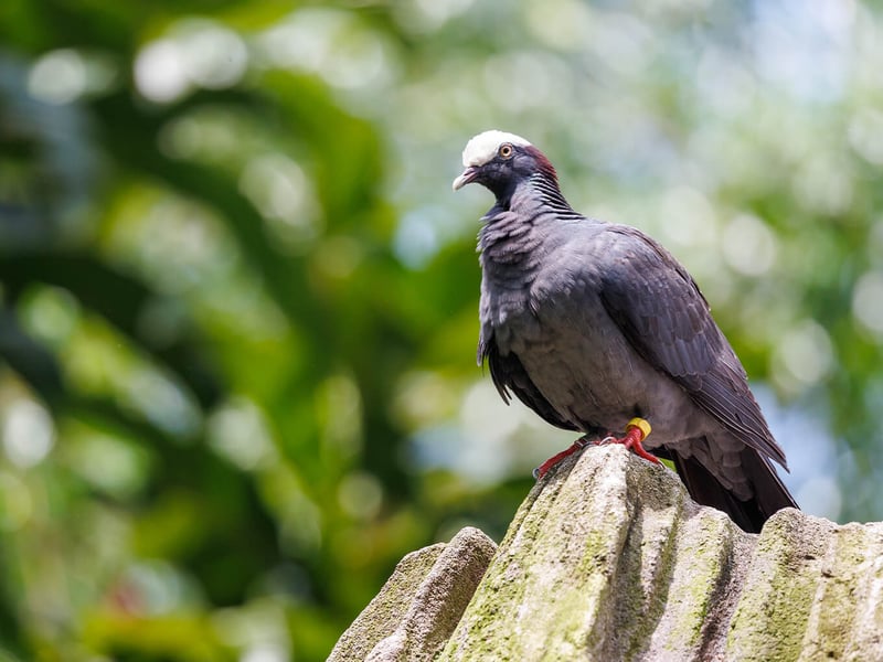 A White-crowned Pigeon with dark slate-grey plumage and a bold white cap on its head, perched on a branch. (gallery image 1)