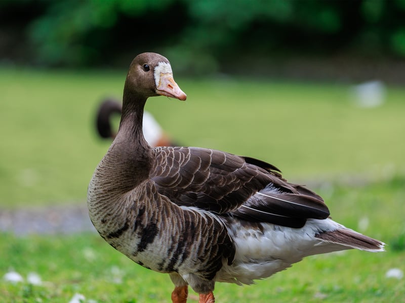 A white-fronted goose with a white patch around its bill and dark belly bars against a green background. (gallery image 1)