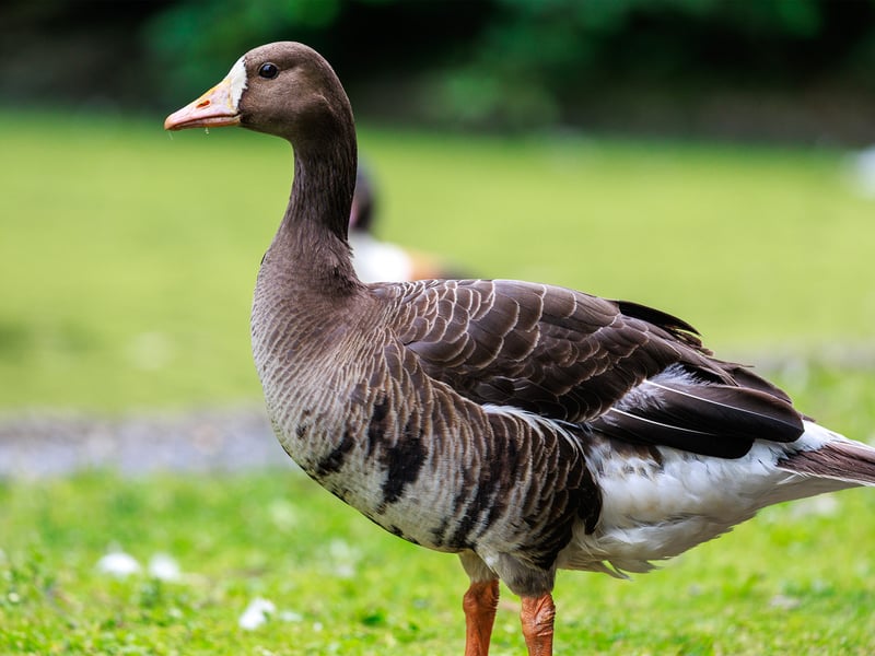 A white-fronted goose with a white patch around its bill and dark belly bars against a green background. (gallery image 2)
