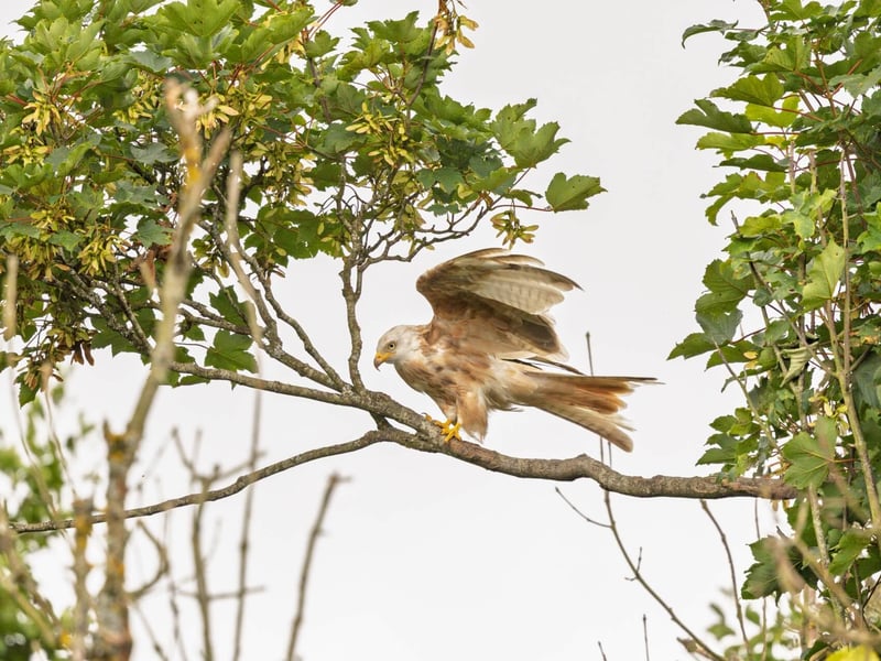 A ghostly white raptor with a deeply forked tail soaring against a grey sky. (gallery image 1)