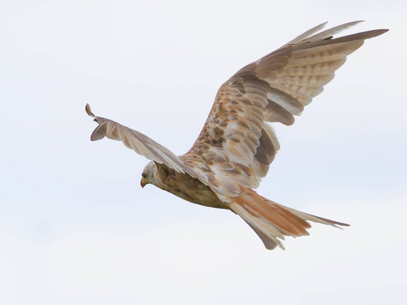 A ghostly white raptor with a deeply forked tail soaring against a grey sky. (gallery image 2)