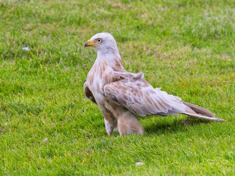 A ghostly white raptor with a deeply forked tail soaring against a grey sky. (gallery image 3)