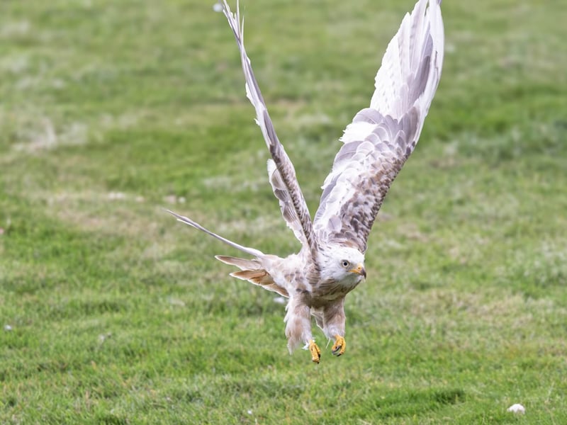 A ghostly white raptor with a deeply forked tail soaring against a grey sky. (gallery image 4)
