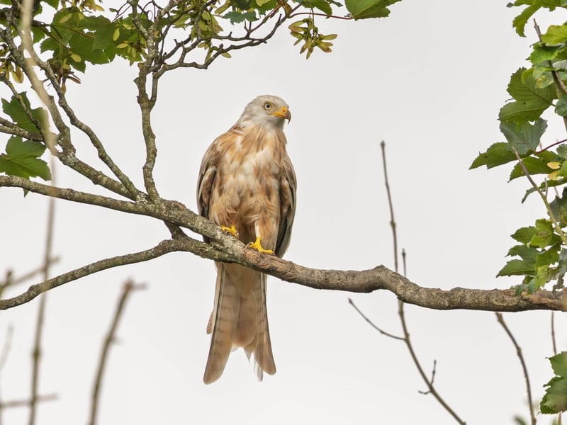 A ghostly white raptor with a deeply forked tail soaring against a grey sky. (gallery image 5)