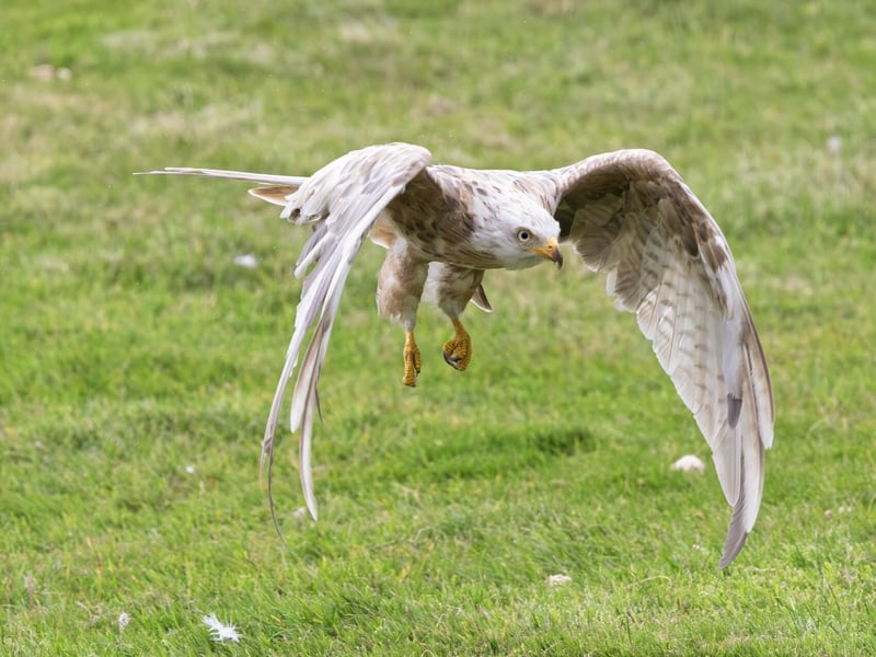 A ghostly white raptor with a deeply forked tail soaring against a grey sky. (gallery image 6)