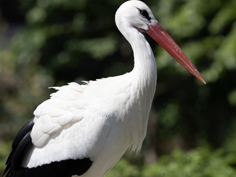 A tall white bird with black wing tips and long, bright red legs and bill. (gallery image 3)