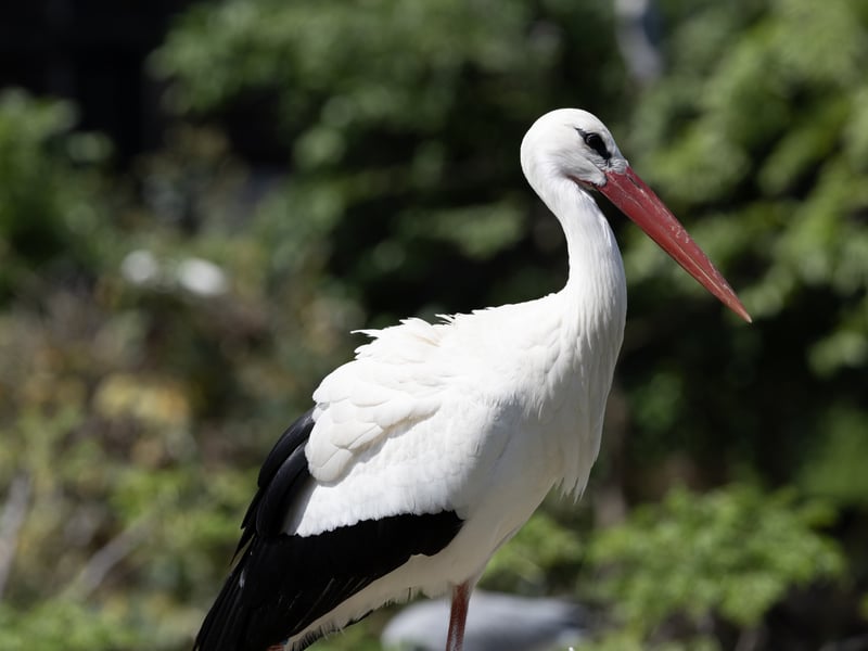 A tall white bird with black wing tips and long, bright red legs and bill. (gallery image 1)