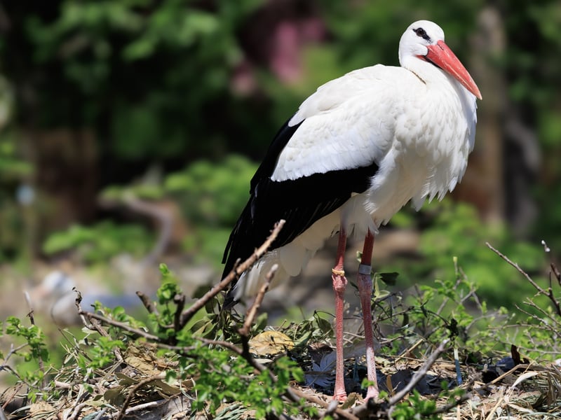 A tall white bird with black wing tips and long, bright red legs and bill. (gallery image 2)