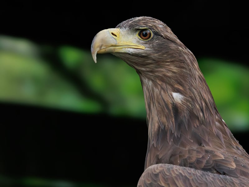 A massive brown eagle with a striking white tail. (gallery image 1)