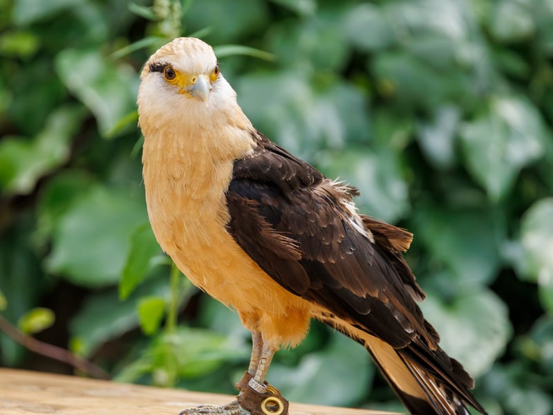 A small falcon with a pale cream head and underparts, dark wings, and a bare orange face, perched on a fence post. (gallery image 1)