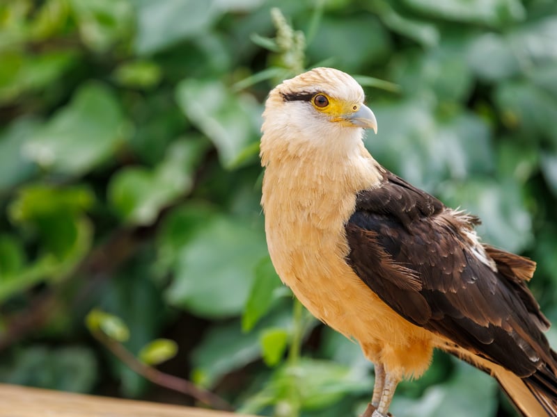 A small falcon with a pale cream head and underparts, dark wings, and a bare orange face, perched on a fence post. (gallery image 2)