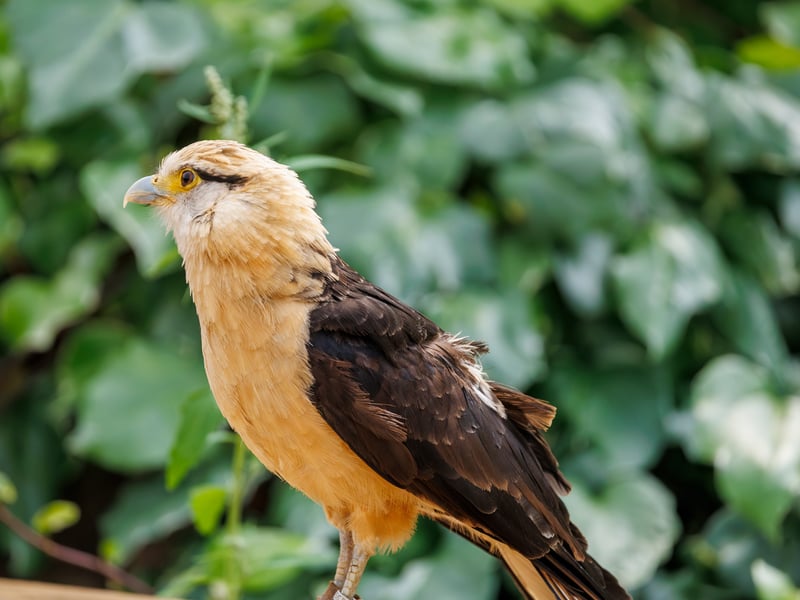 A small falcon with a pale cream head and underparts, dark wings, and a bare orange face, perched on a fence post. (gallery image 3)