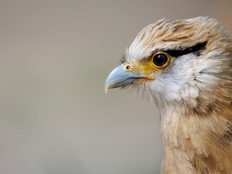 A small falcon with a pale cream head and underparts, dark wings, and a bare orange face, perched on a fence post. (gallery image 4)