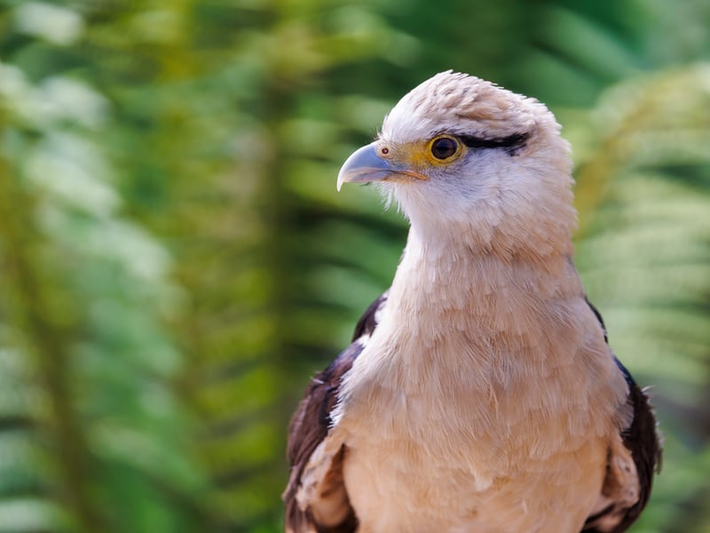A small falcon with a pale cream head and underparts, dark wings, and a bare orange face, perched on a fence post. (gallery image 5)