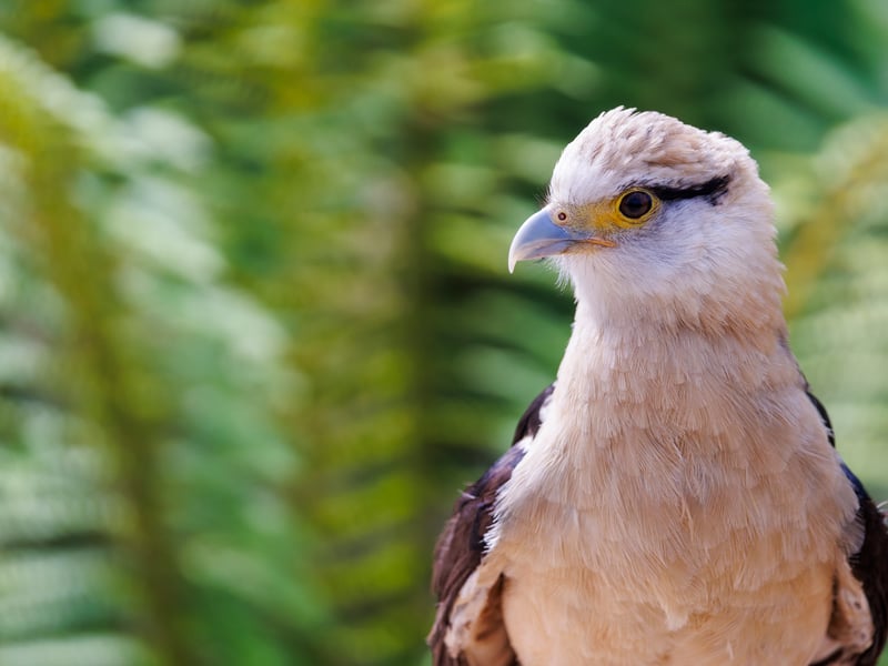 A small falcon with a pale cream head and underparts, dark wings, and a bare orange face, perched on a fence post. (gallery image 6)