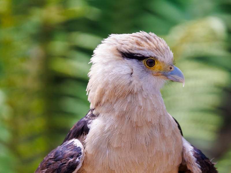A small falcon with a pale cream head and underparts, dark wings, and a bare orange face, perched on a fence post. (gallery image 7)