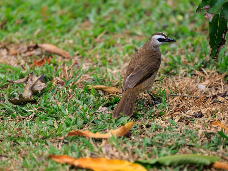 A Yellow-vented Bulbul perched on a branch, showing its brown-grey plumage, pale underparts, and small crest. (gallery image 1)