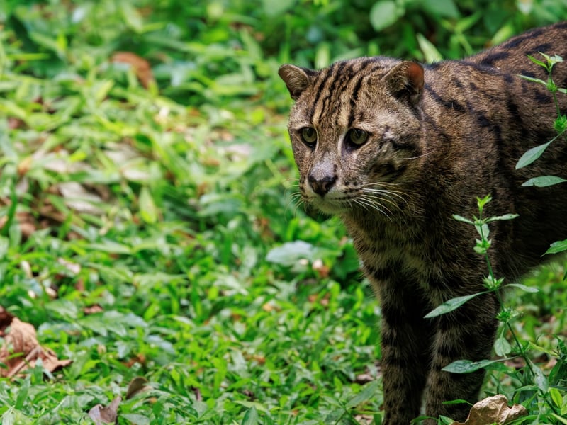 A stocky wild cat with a spotted greyish-olive coat and a short tail standing near water. (gallery image 1)