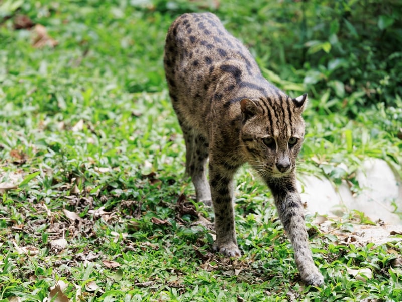 A stocky wild cat with a spotted greyish-olive coat and a short tail standing near water. (gallery image 2)