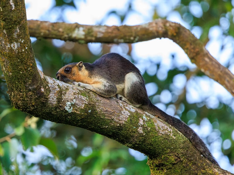 A large black-and-cream squirrel clinging to a tree trunk in a tropical rainforest. (gallery image 1)