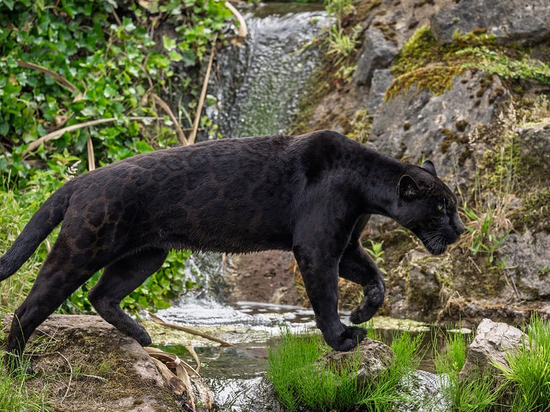 A powerful, all-black cat with barely visible rosettes in its fur stalking through shade. (gallery image 1)