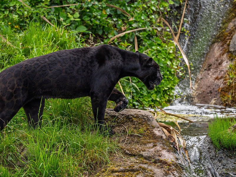 A powerful, all-black cat with barely visible rosettes in its fur stalking through shade. (gallery image 2)