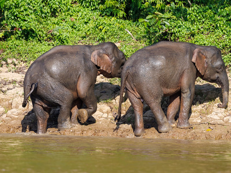 A Borneo Pygmy Elephant walking through lush green rainforest undergrowth, showing its characteristically round face and large ears. (gallery image 2)