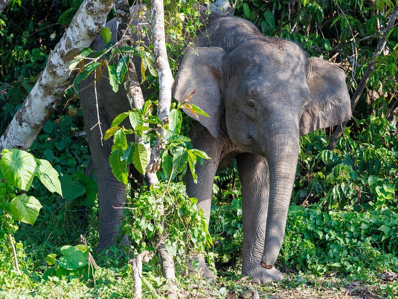 A Borneo Pygmy Elephant walking through lush green rainforest undergrowth, showing its characteristically round face and large ears. (gallery image 3)