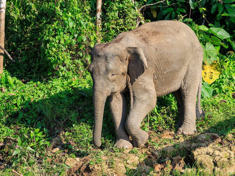 A Borneo Pygmy Elephant walking through lush green rainforest undergrowth, showing its characteristically round face and large ears. (gallery image 4)