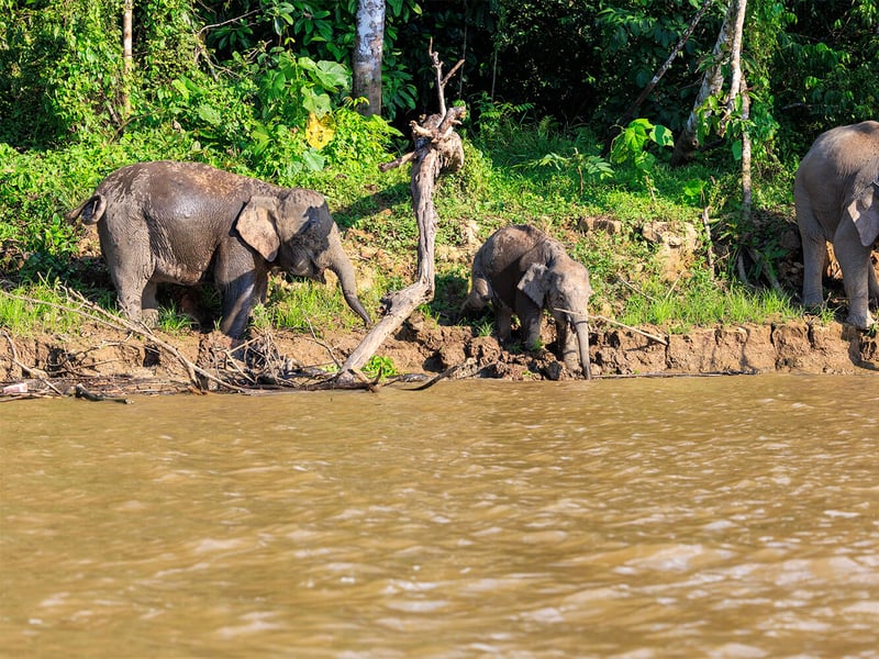 A Borneo Pygmy Elephant walking through lush green rainforest undergrowth, showing its characteristically round face and large ears. (gallery image 5)