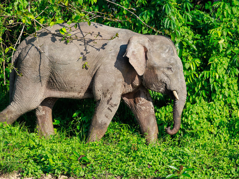 A Borneo Pygmy Elephant walking through lush green rainforest undergrowth, showing its characteristically round face and large ears. (gallery image 6)