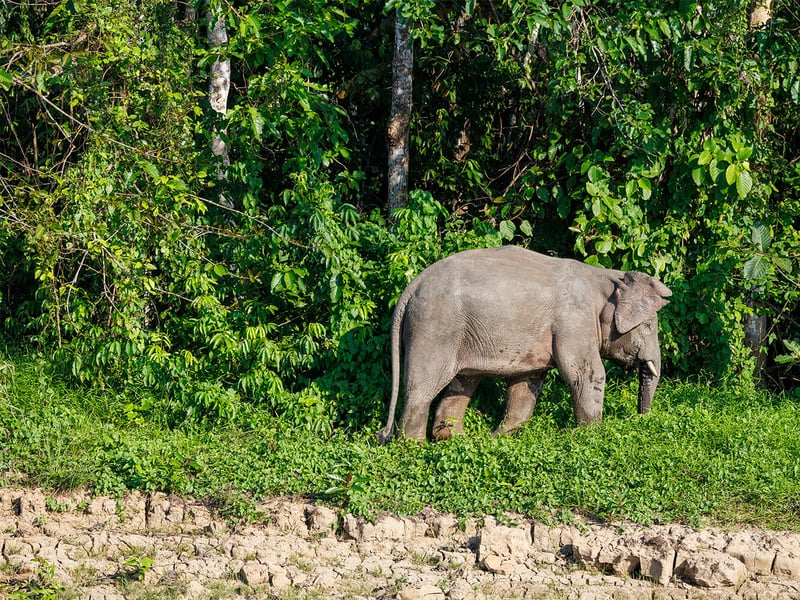A Borneo Pygmy Elephant walking through lush green rainforest undergrowth, showing its characteristically round face and large ears. (gallery image 7)