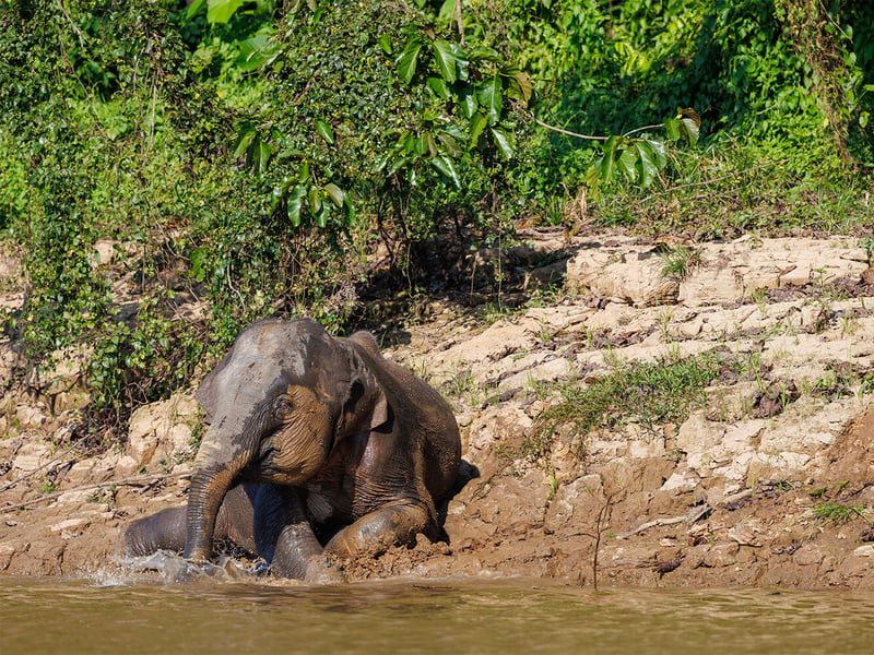 A Borneo Pygmy Elephant walking through lush green rainforest undergrowth, showing its characteristically round face and large ears. (gallery image 1)