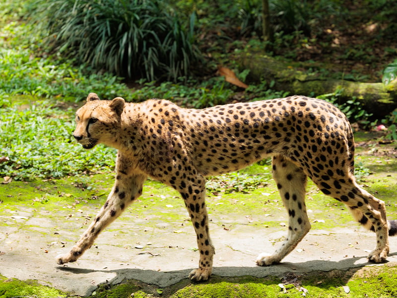 A slender, spotted yellow cat with long legs and dark 'tear' stripes running from its eyes. (gallery image 1)