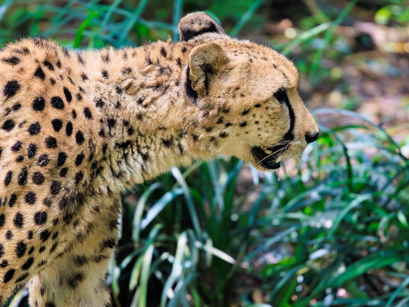 A slender, spotted yellow cat with long legs and dark 'tear' stripes running from its eyes. (gallery image 2)