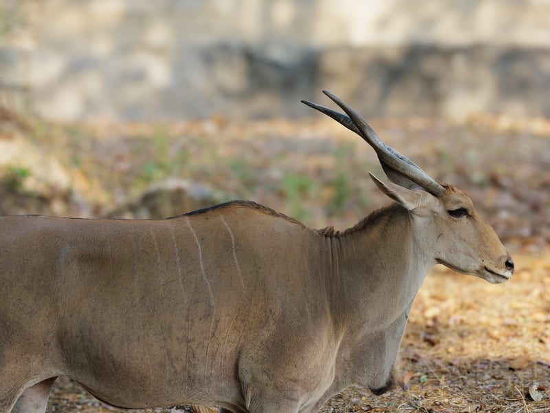 A large common eland antelope with spiral horns standing in open savanna habitat. (gallery image 1)